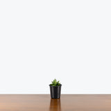 Sansevieria Pyramid — 4" Pot