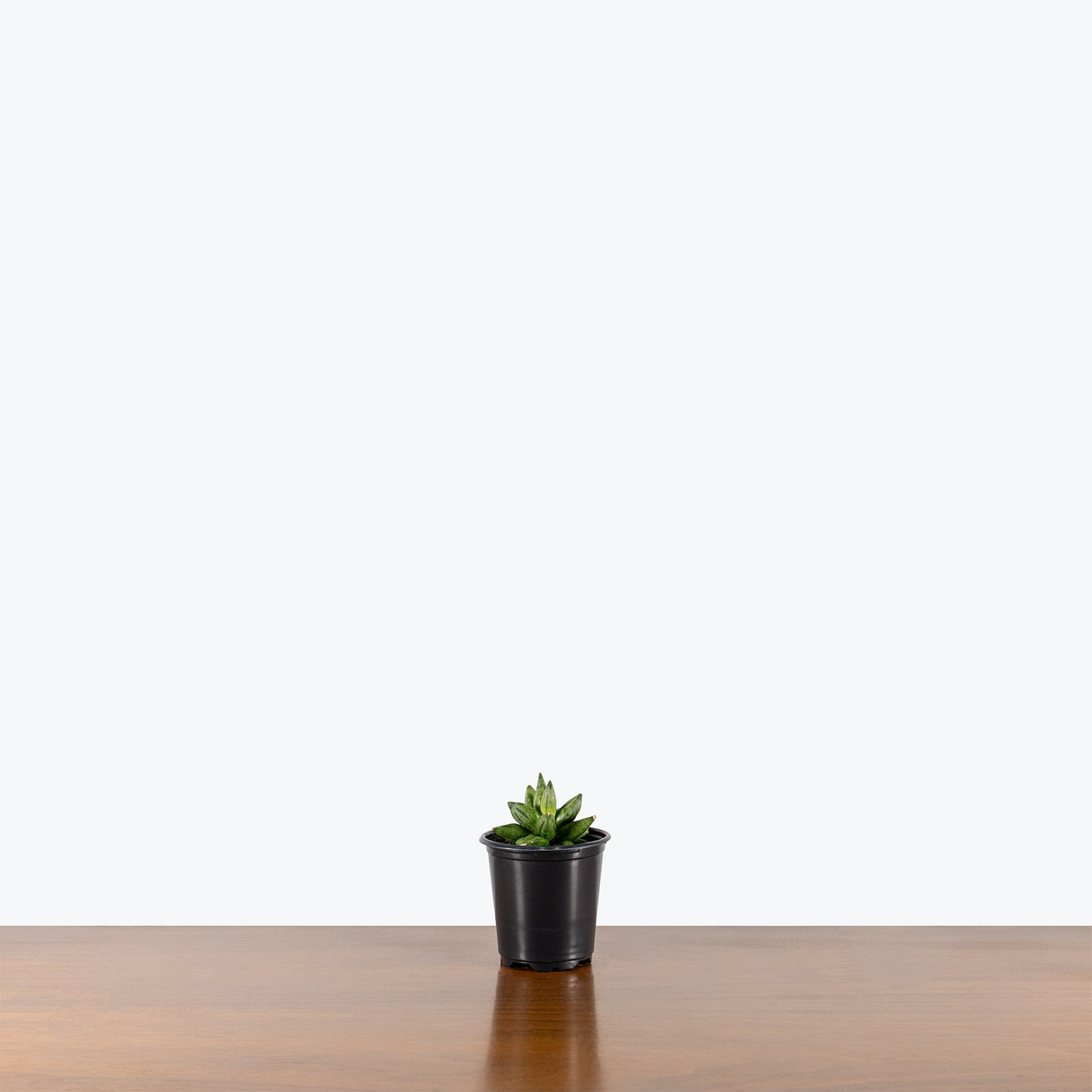 Sansevieria Pyramid | Snake Plant | Care Guide and Pro Tips - Delivery from Toronto across Canada - JOMO Studio