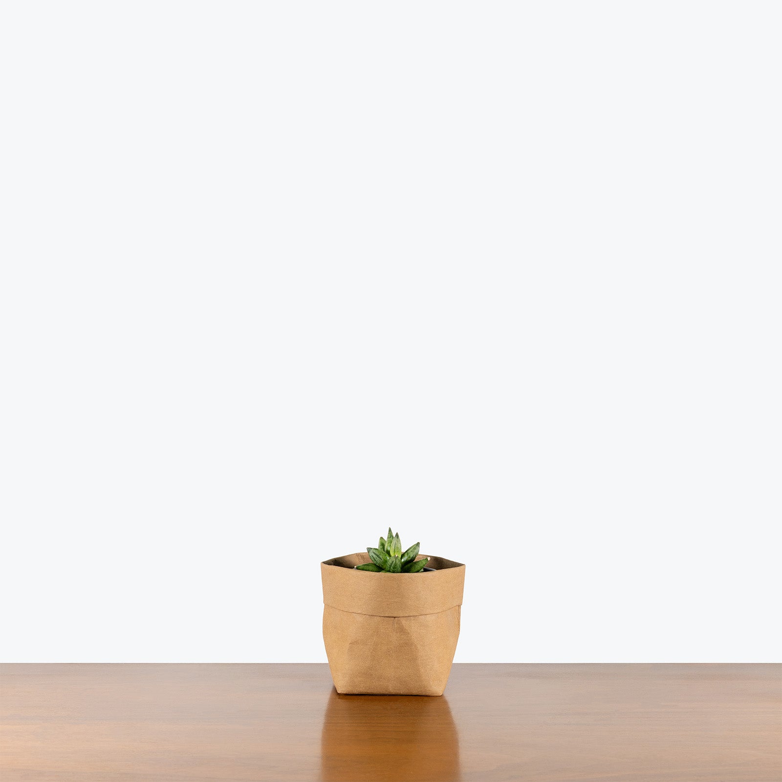 Sansevieria Pyramid | Snake Plant | Care Guide and Pro Tips - Delivery from Toronto across Canada - JOMO Studio