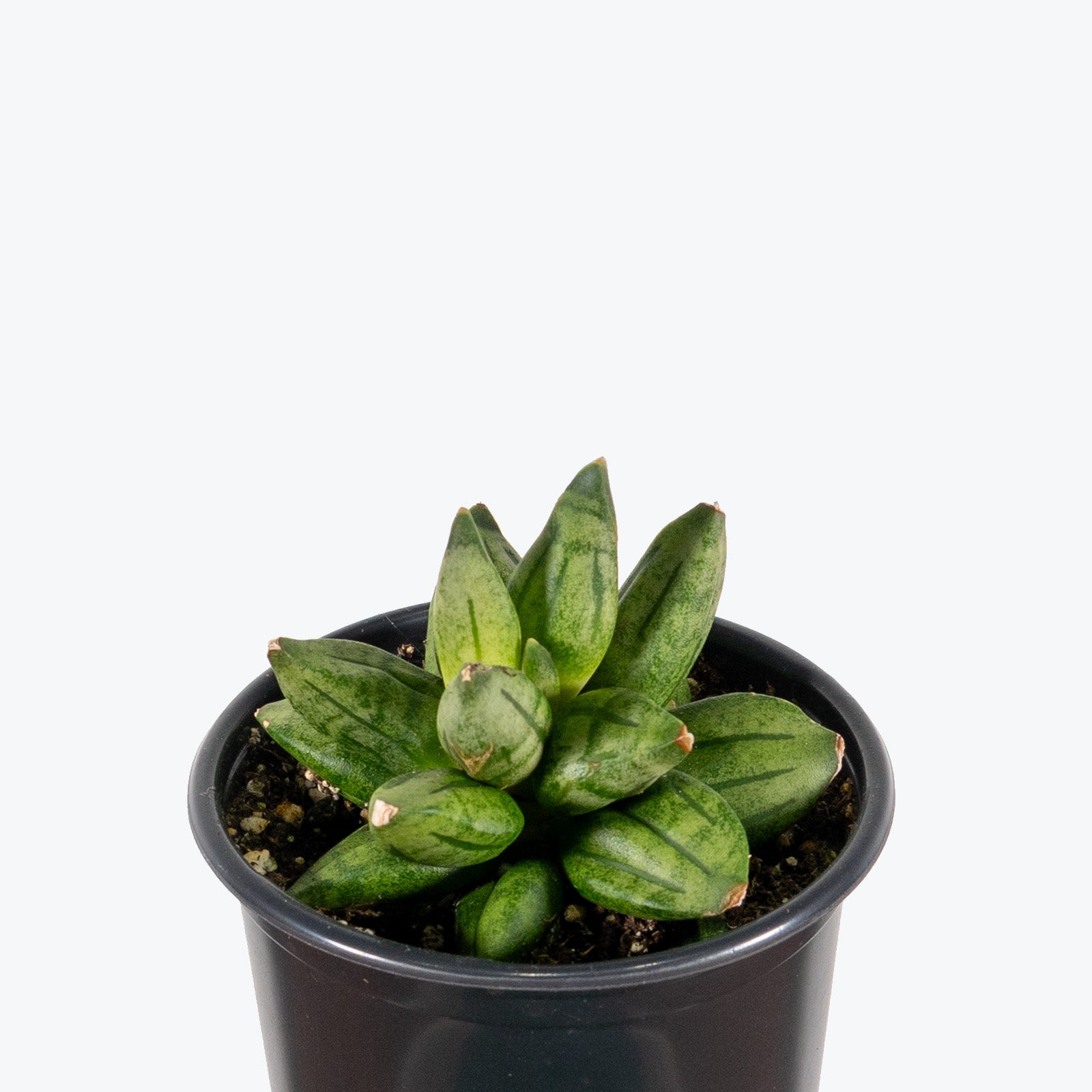 Sansevieria Pyramid | Snake Plant | Care Guide and Pro Tips - Delivery from Toronto across Canada - JOMO Studio
