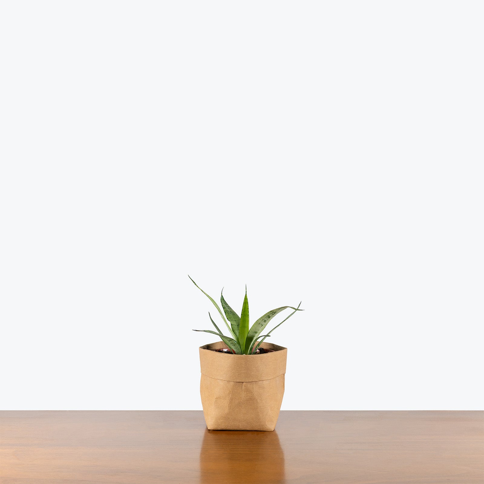Sansevieria Silver Princess | Snake Plant | Care Guide and Pro Tips - Delivery from Toronto across Canada - JOMO Studio