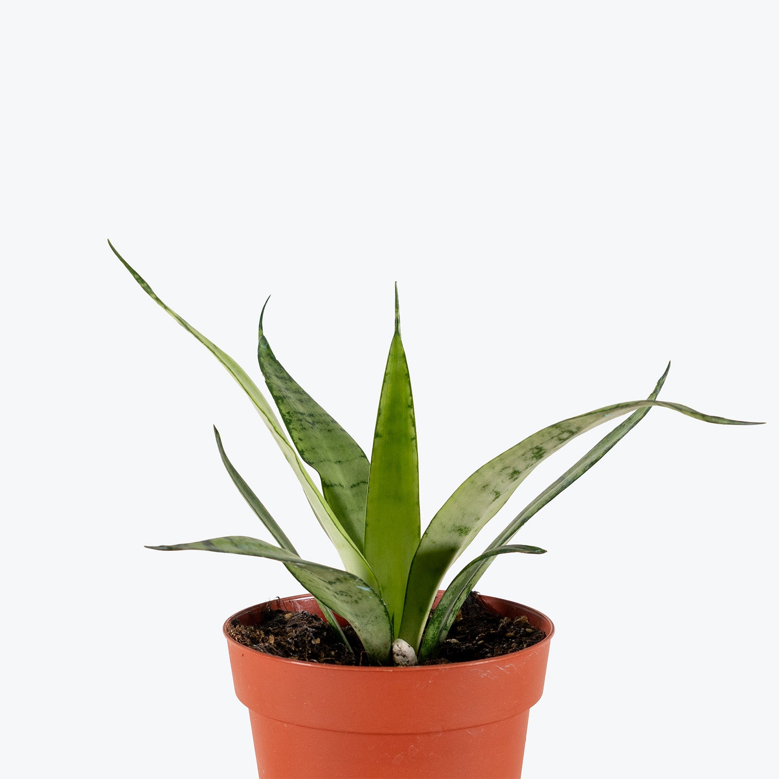 Sansevieria Silver Princess | Snake Plant | Care Guide and Pro Tips - Delivery from Toronto across Canada - JOMO Studio