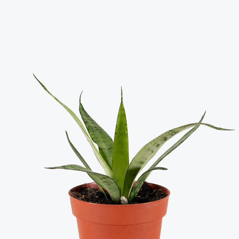 Sansevieria Silver Princess | Snake Plant | Care Guide and Pro Tips - Delivery from Toronto across Canada - JOMO Studio