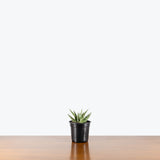 Sansevieria Sweet Celery — 4" Pot