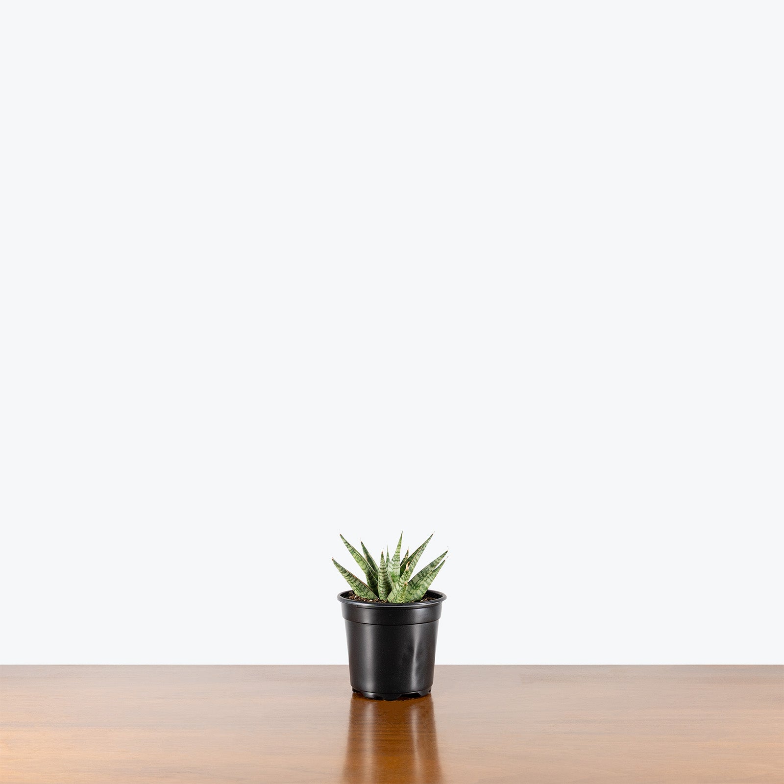 Sansevieria Sweet Celery | Low Light Plants & Houseplants for Delivery | Care Guide and Pro Tips