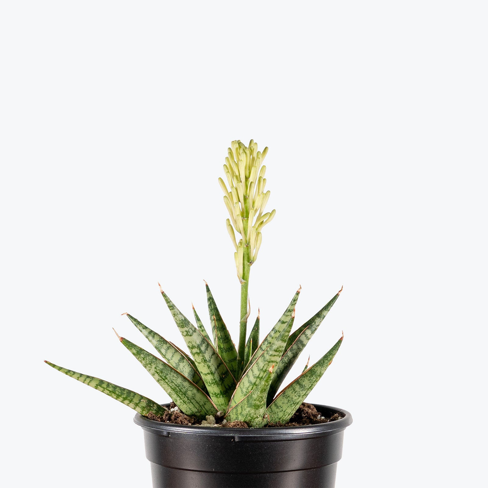 Sansevieria Sweet Celery | Low Light Plants & Houseplants for Delivery | Care Guide and Pro Tips