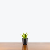 Sansevieria Tower Green — 4" Pot