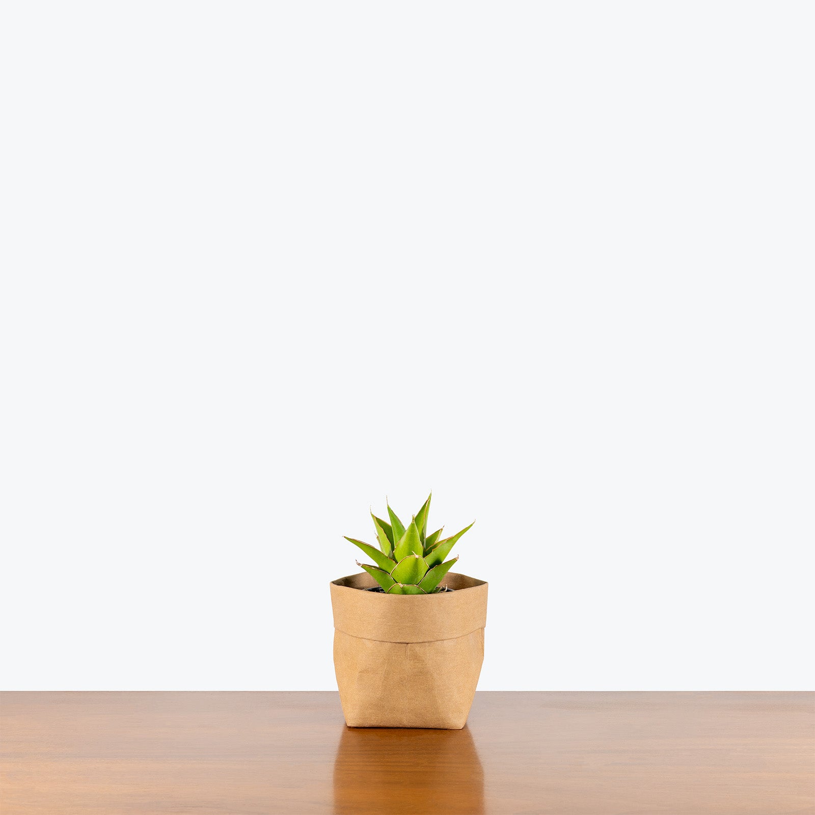 Sansevieria Tower Green | Low Light Plants & Houseplants for Delivery | Care Guide and Pro Tips