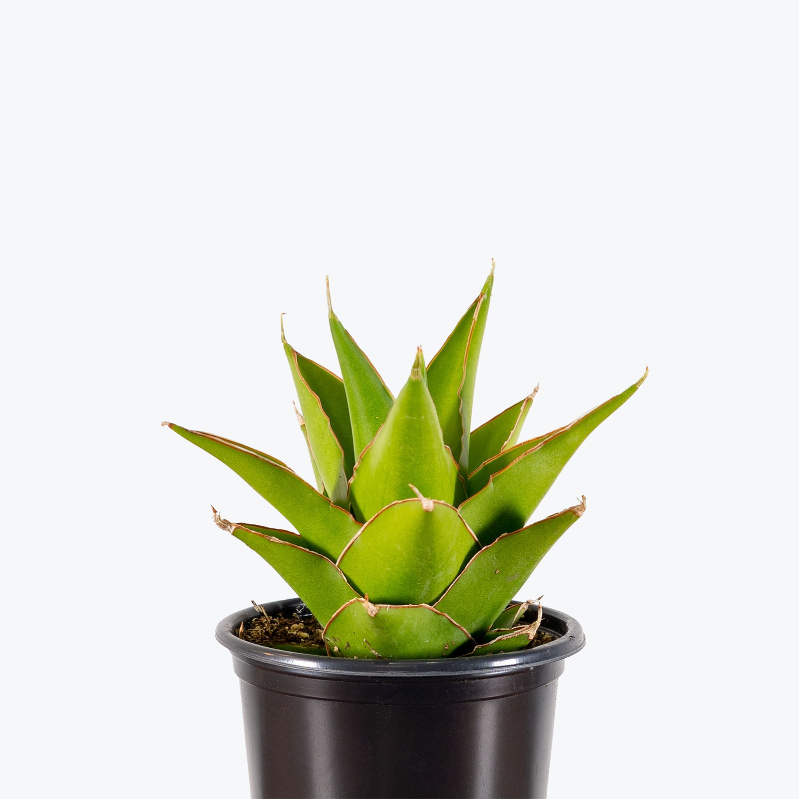 Sansevieria Tower Green | Low Light Plants & Houseplants for Delivery | Care Guide and Pro Tips