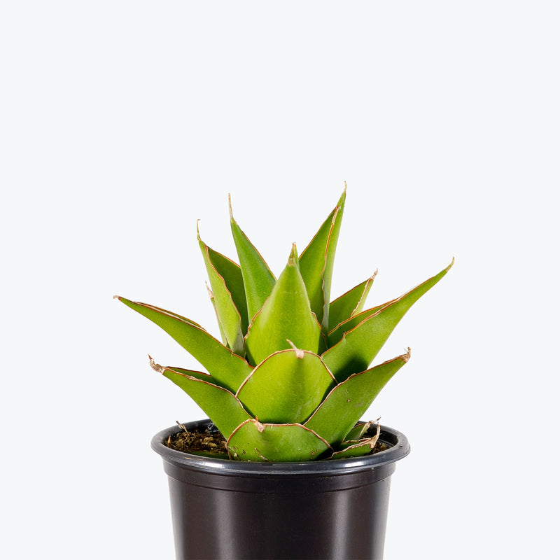 Sansevieria Tower Green | Low Light Plants & Houseplants for Delivery | Care Guide and Pro Tips