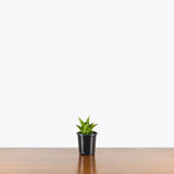 Sansevieria Tower Grey — 4" Pot