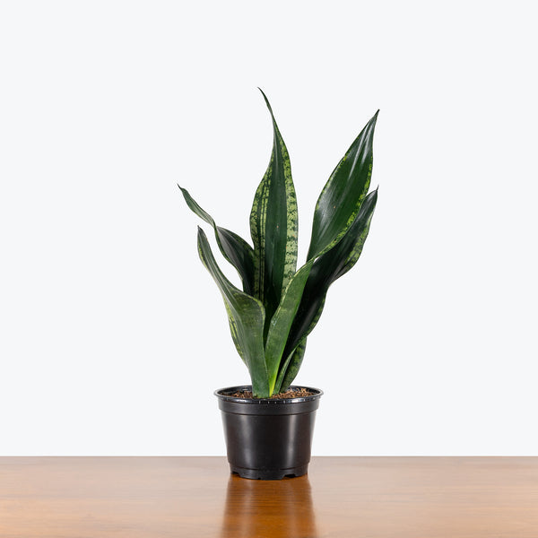 Sansevieria Whitney | Snake Plant | Care Guide and Pro Tips - Delivery from  Toronto across Canada