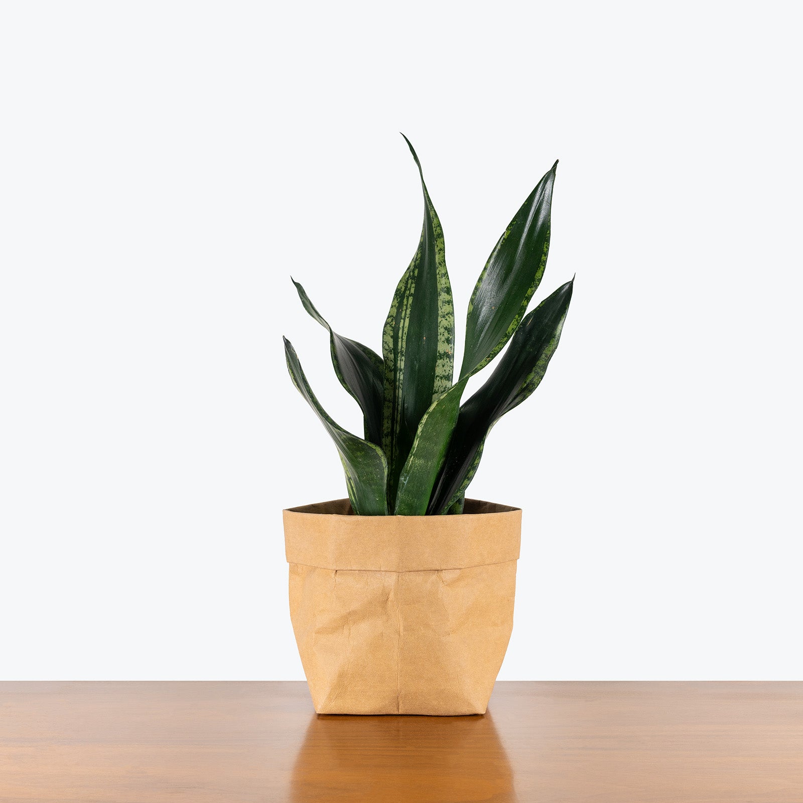 Sansevieria Whitney | Snake Plant | Care Guide and Pro Tips - Delivery from Toronto across Canada - JOMO Studio