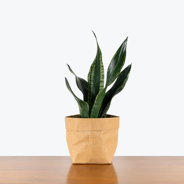 Sansevieria Whitney | Snake Plant | Care Guide and Pro Tips - Delivery from  Toronto across Canada