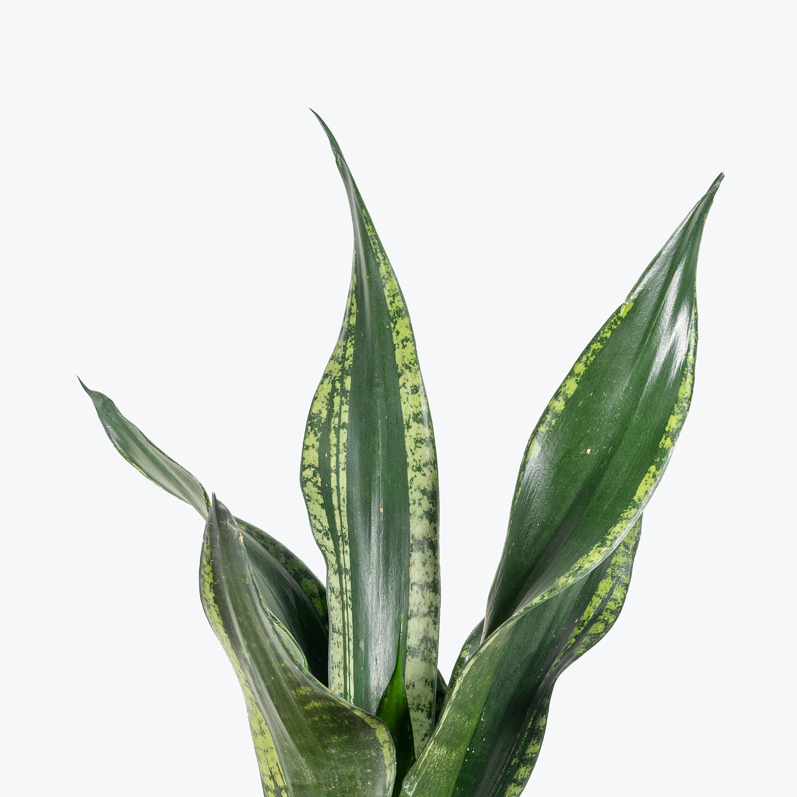 Sansevieria Whitney | Snake Plant | Care Guide and Pro Tips - Delivery from Toronto across Canada - JOMO Studio