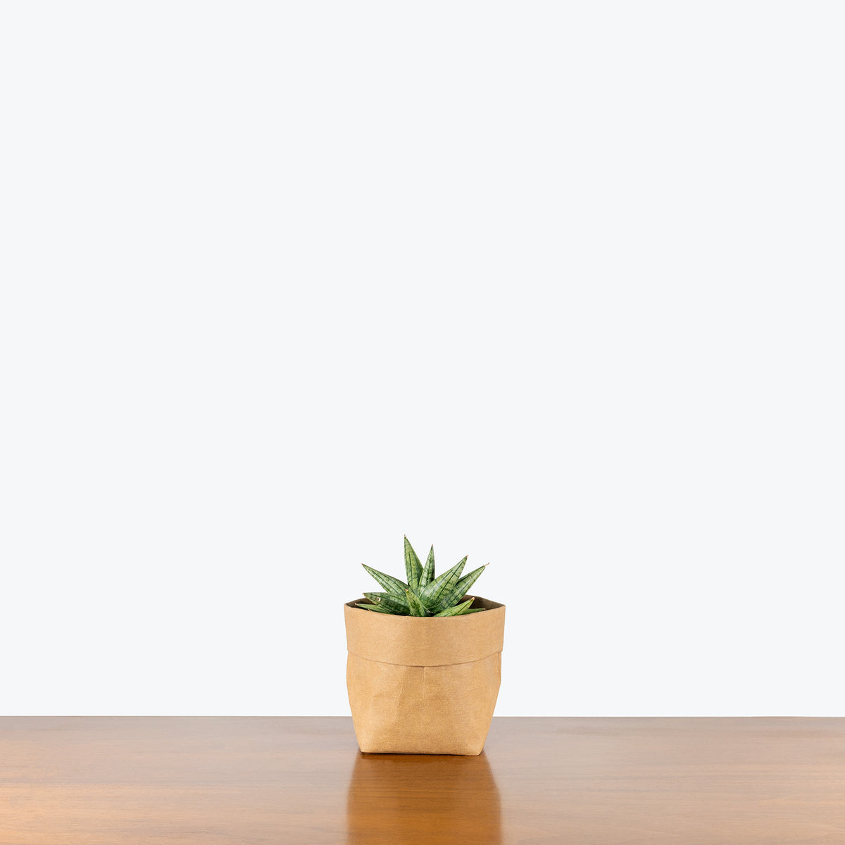 sansevieria yaya Sansevieria Yaya | Snake Plant | Care Guide and Pro Tips - Delivery from  Toronto across Canada