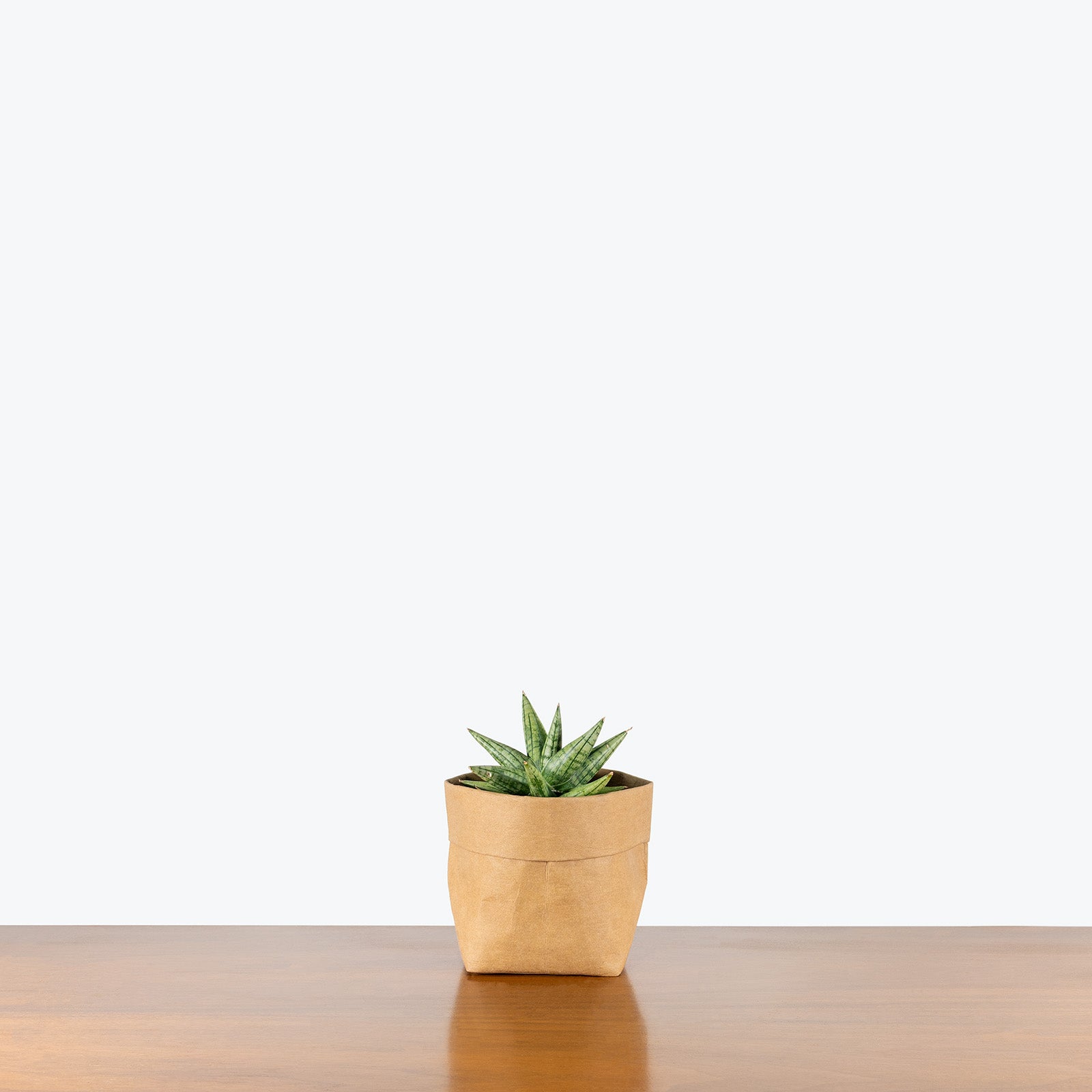 Sansevieria Yaya | Snake Plant | Care Guide and Pro Tips - Delivery from Toronto across Canada - JOMO Studio