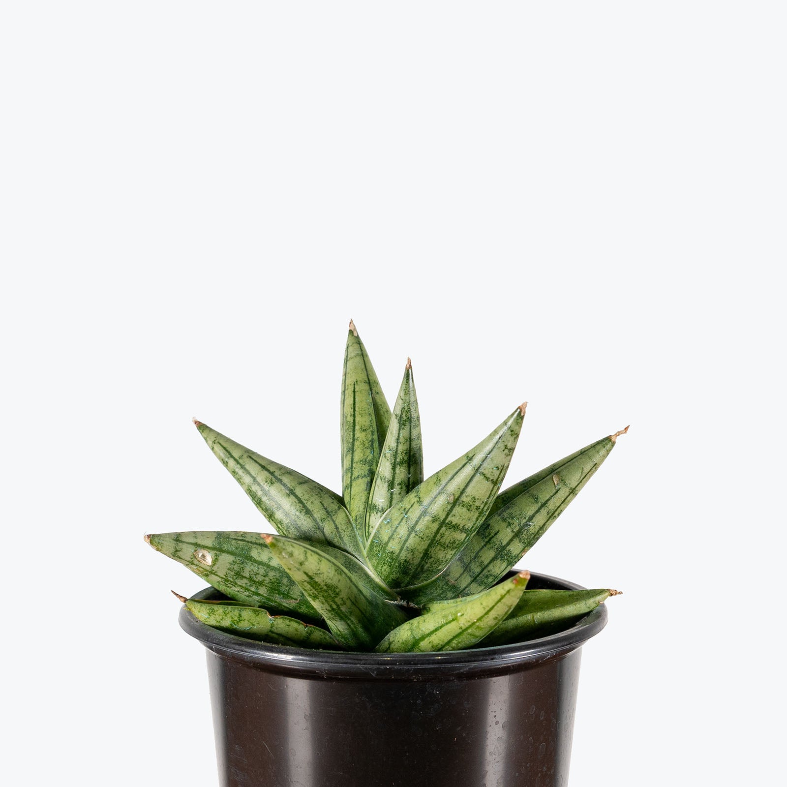 Sansevieria Yaya | Snake Plant | Care Guide and Pro Tips - Delivery from Toronto across Canada - JOMO Studio