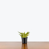 Sansevieria Yellow Flame — 4" Pot