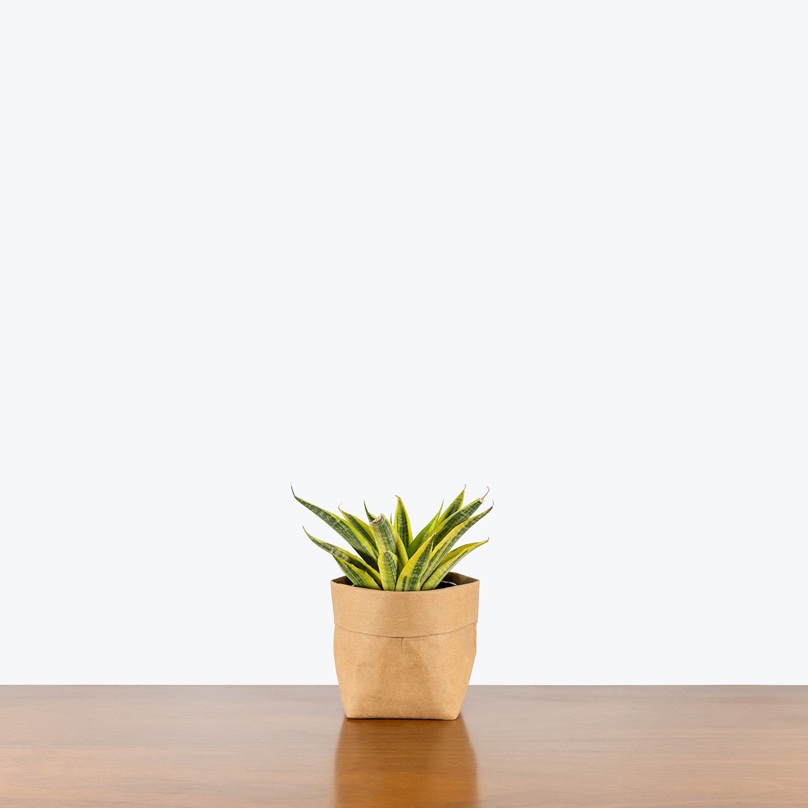 Sansevieria Yellow Flame | Snake Plant | Care Guide and Pro Tips - Delivery from Toronto across Canada - JOMO Studio