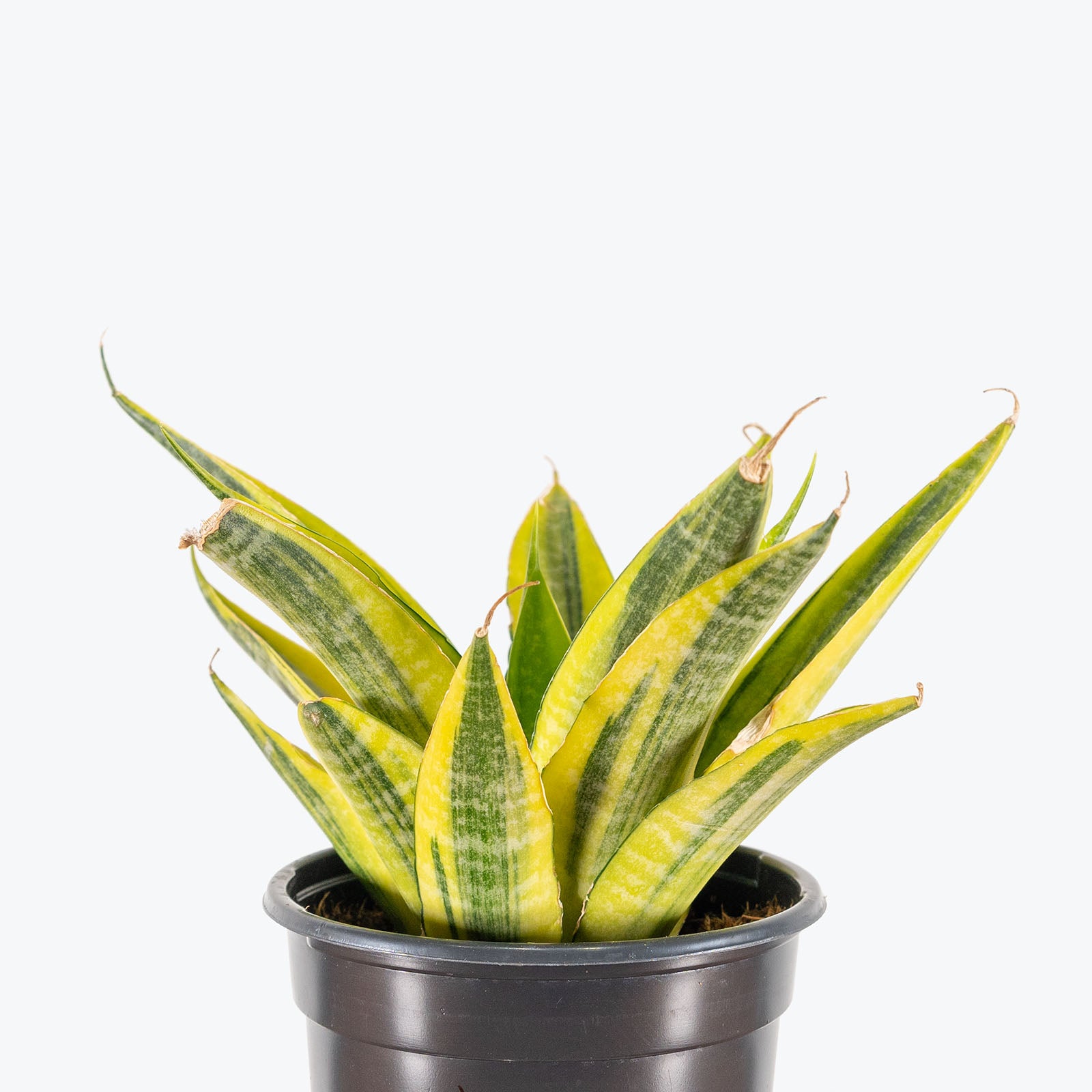 Sansevieria Yellow Flame | Care Guide and Pro Tips - Delivery from Toronto across Canada - JOMO Studio