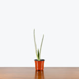 Sansevieria Bantel's Sensation — 4" Pot
