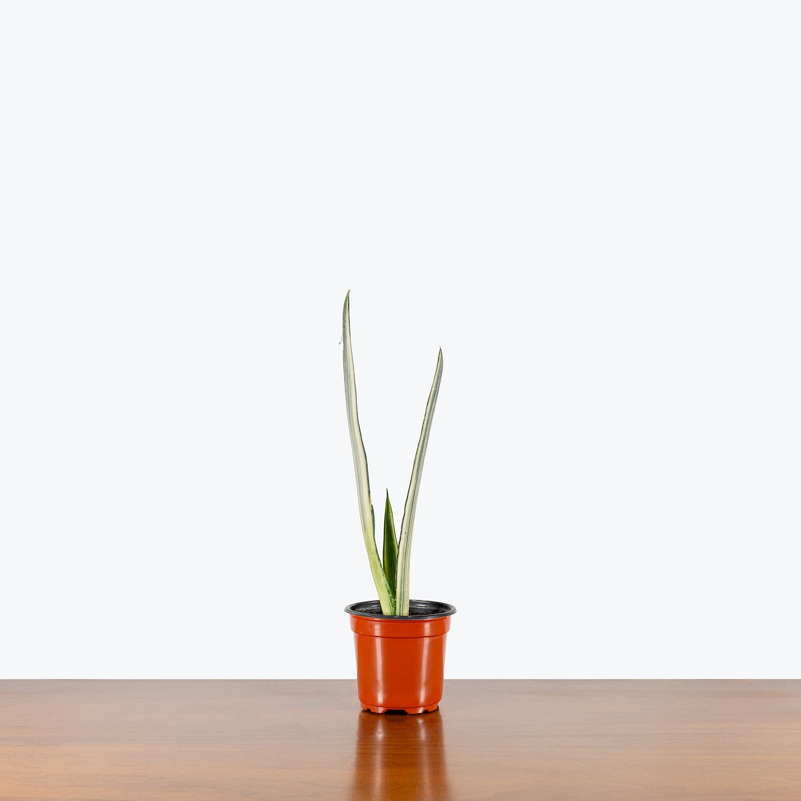 Sansevieria Bantel's Sensation | Snake Plant | Care Guide and Pro Tips - Delivery from Toronto across Canada - JOMO Studio