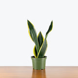 Sansevieria Black Gold — 6" Pot