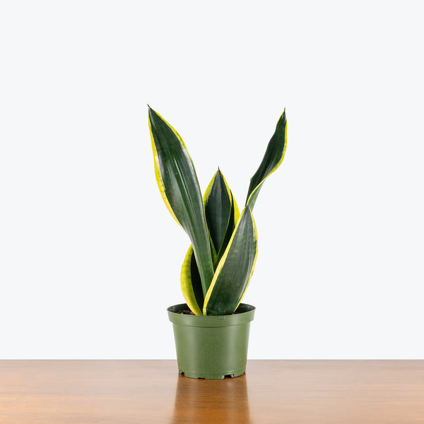 Sansevieria Black Gold | Snake Plant | Care Guide and Pro Tips - Delivery  from Toronto across Canada