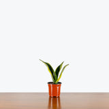 Sansevieria Canary — 4" Pot
