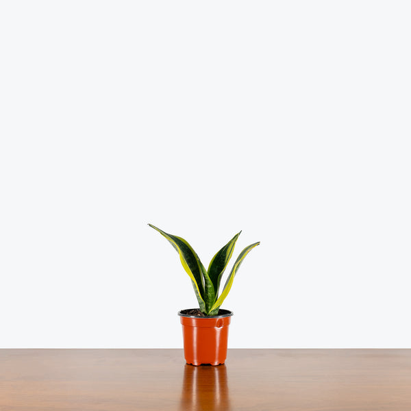 Sansevieria Canary | Snake Plant | Care Guide and Pro Tips - Delivery from  Toronto across Canada