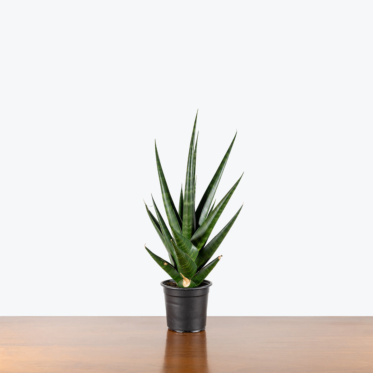 Sansevieria Francisii Spiky | Snake Plant | Care Guide and Pro Tips - Delivery from Toronto across Canada - JOMO Studio