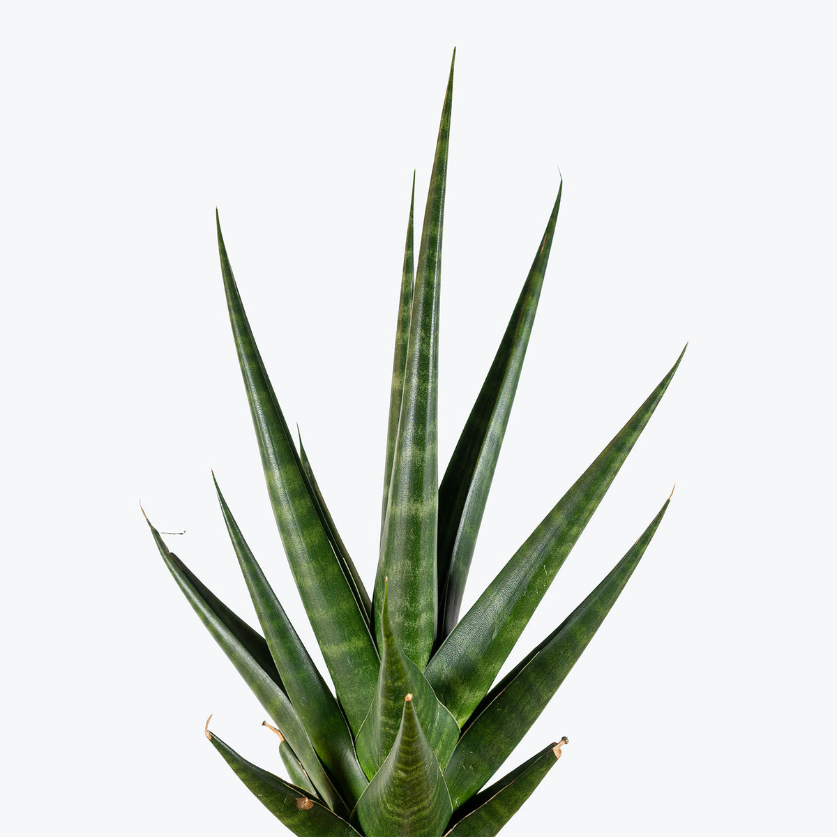 Sansevieria Francisii Spiky | Snake Plant | Care Guide and Pro Tips - Delivery from Toronto across Canada - JOMO Studio