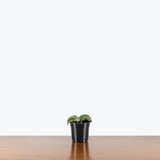 Sansevieria Kirkii Silver Blue — 4" Pot