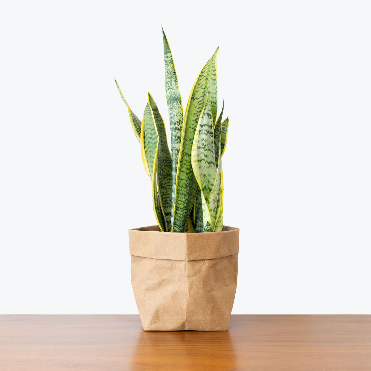Sansevieria Laurentii - Top 10 Best Housewarming Plant Gifts for New Home Owners - House Plants Delivery Toronto - JOMO Studio
