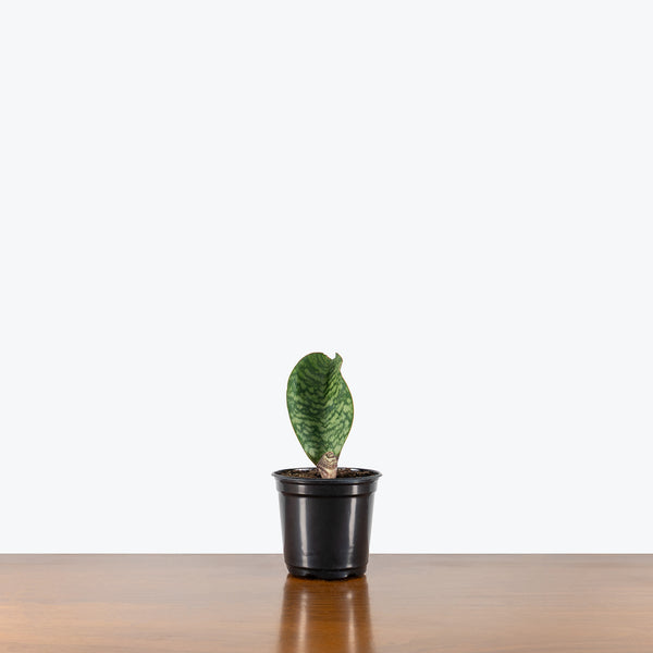 whale fin sansevieria canada Sansevieria Masoniana | Whale Fin Snake Plant | Care Guide and Pro Tips -  Delivery from Toronto across Canada