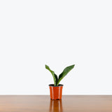 Sansevieria Moonshine — 4" Pot (minor blemishes expected)