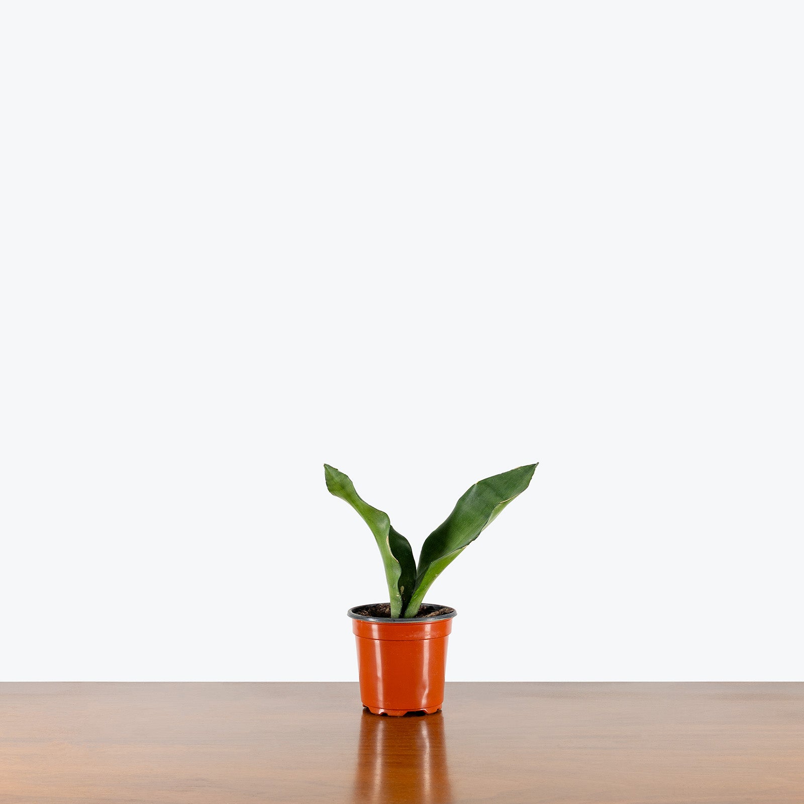 Sansevieria Moonshine | Snake Plant | Care Guide and Pro Tips - Delivery from Toronto across Canada - JOMO Studio