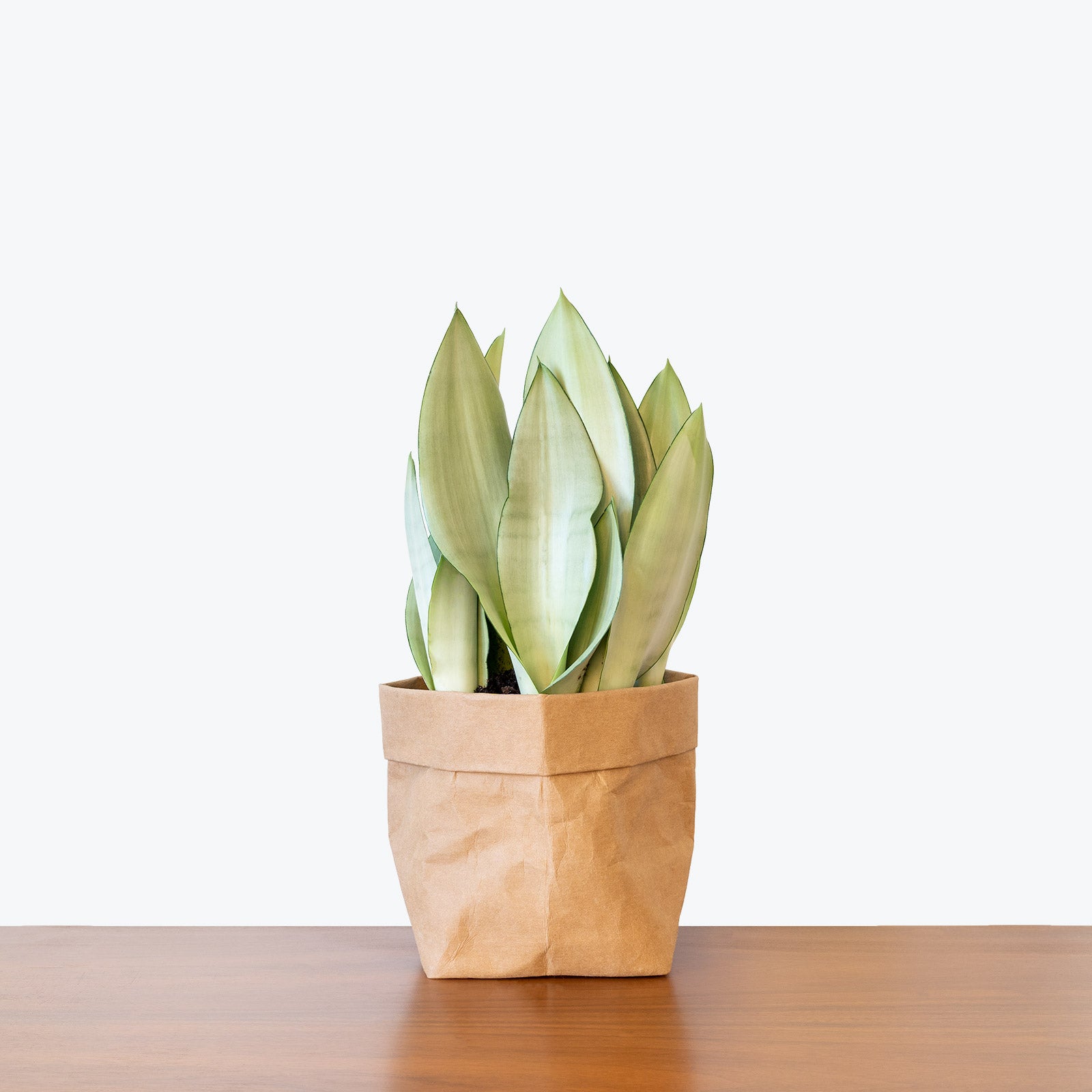 Sansevieria Moonshine | Snake Plant | Care Guide and Pro Tips - Delivery from Toronto across Canada - JOMO Studio