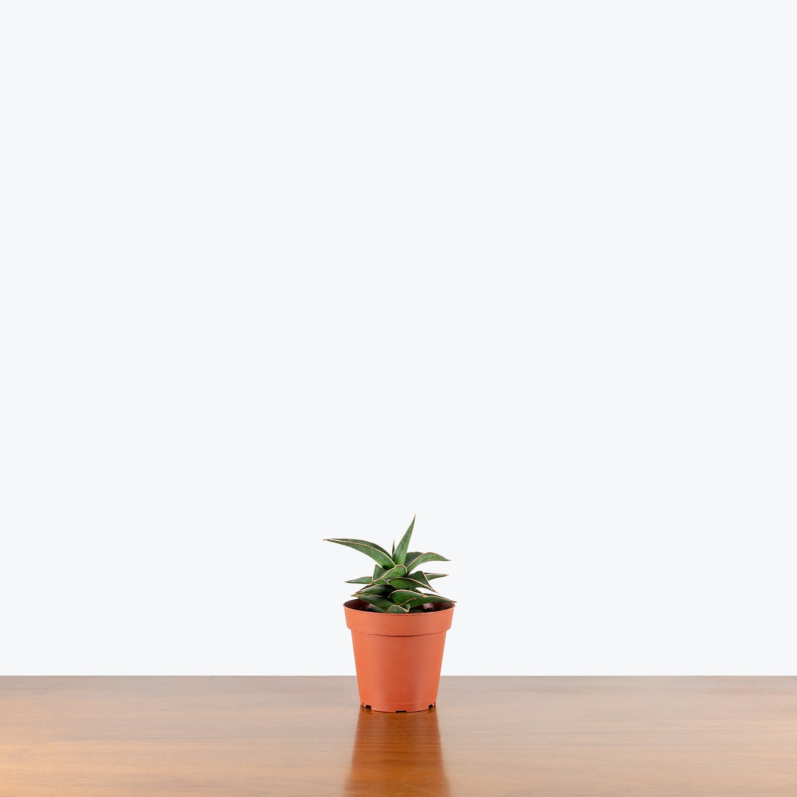 Sansevieria Samurai | Snake Plant | Care Guide and Pro Tips - Delivery from Toronto across Canada - JOMO Studio