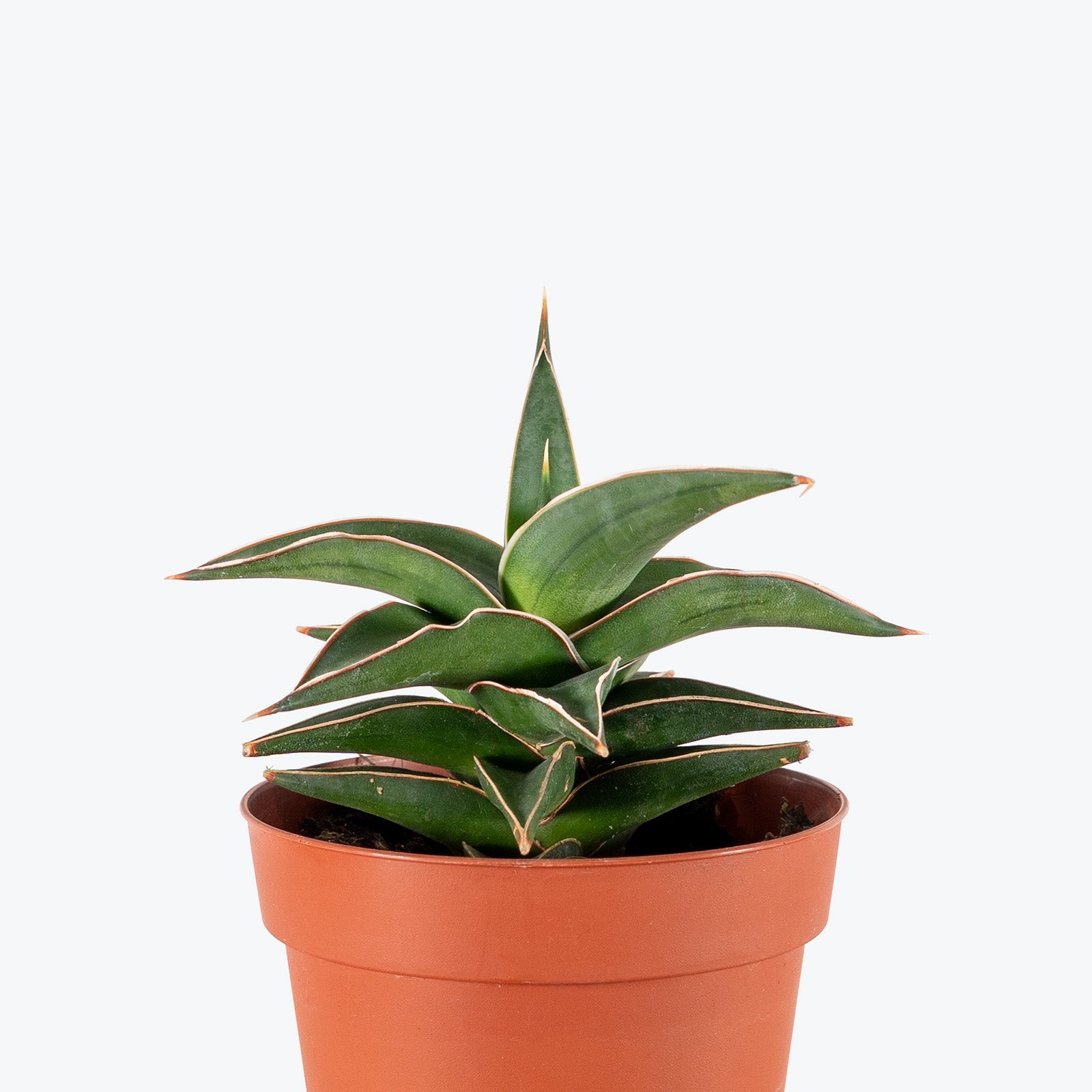 Sansevieria Samurai | Snake Plant | Care Guide and Pro Tips - Delivery from Toronto across Canada - JOMO Studio