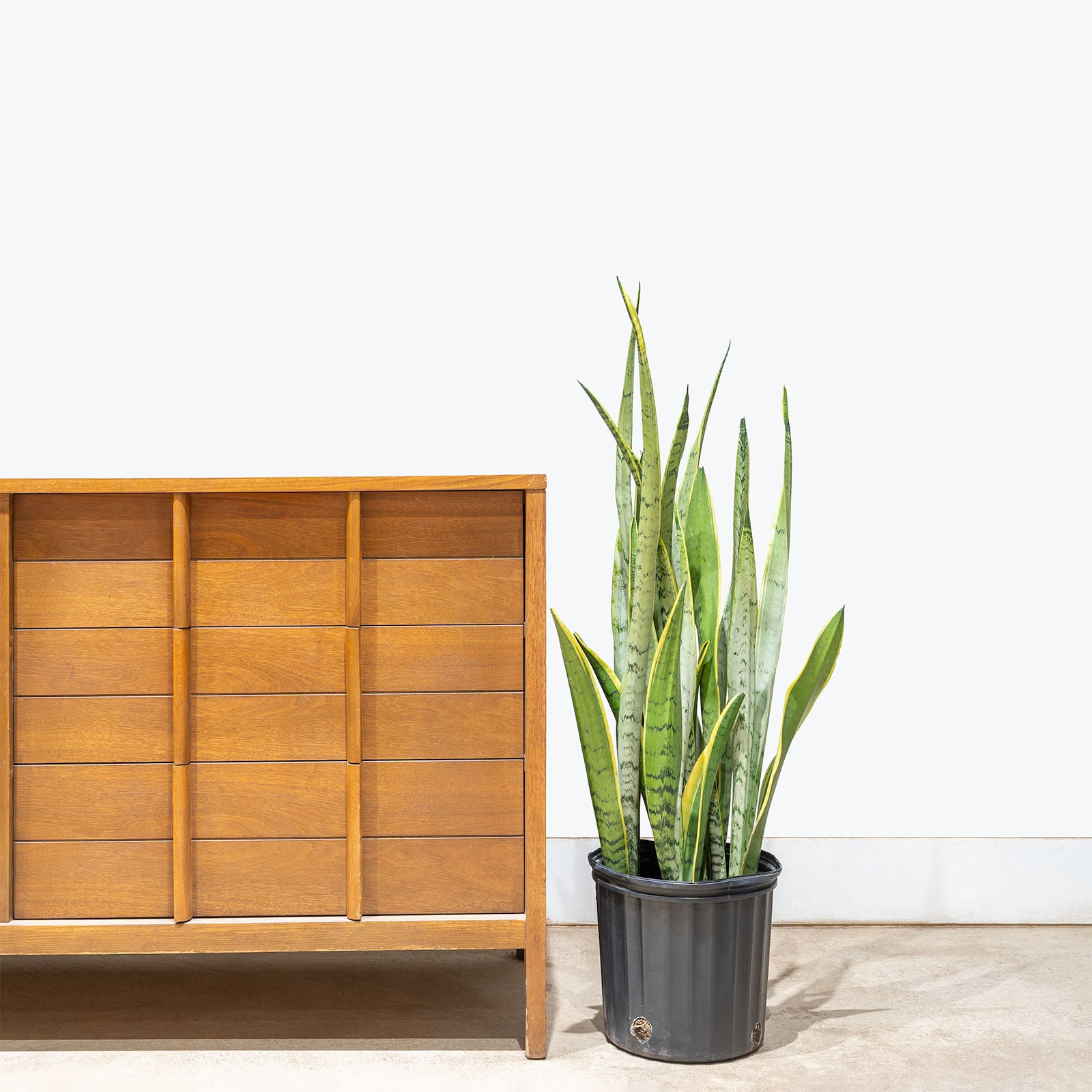 Sansevieria Silver Laurentii | Snake Plant | Care Guide and Pro Tips - Delivery from Toronto across Canada - JOMO Studio