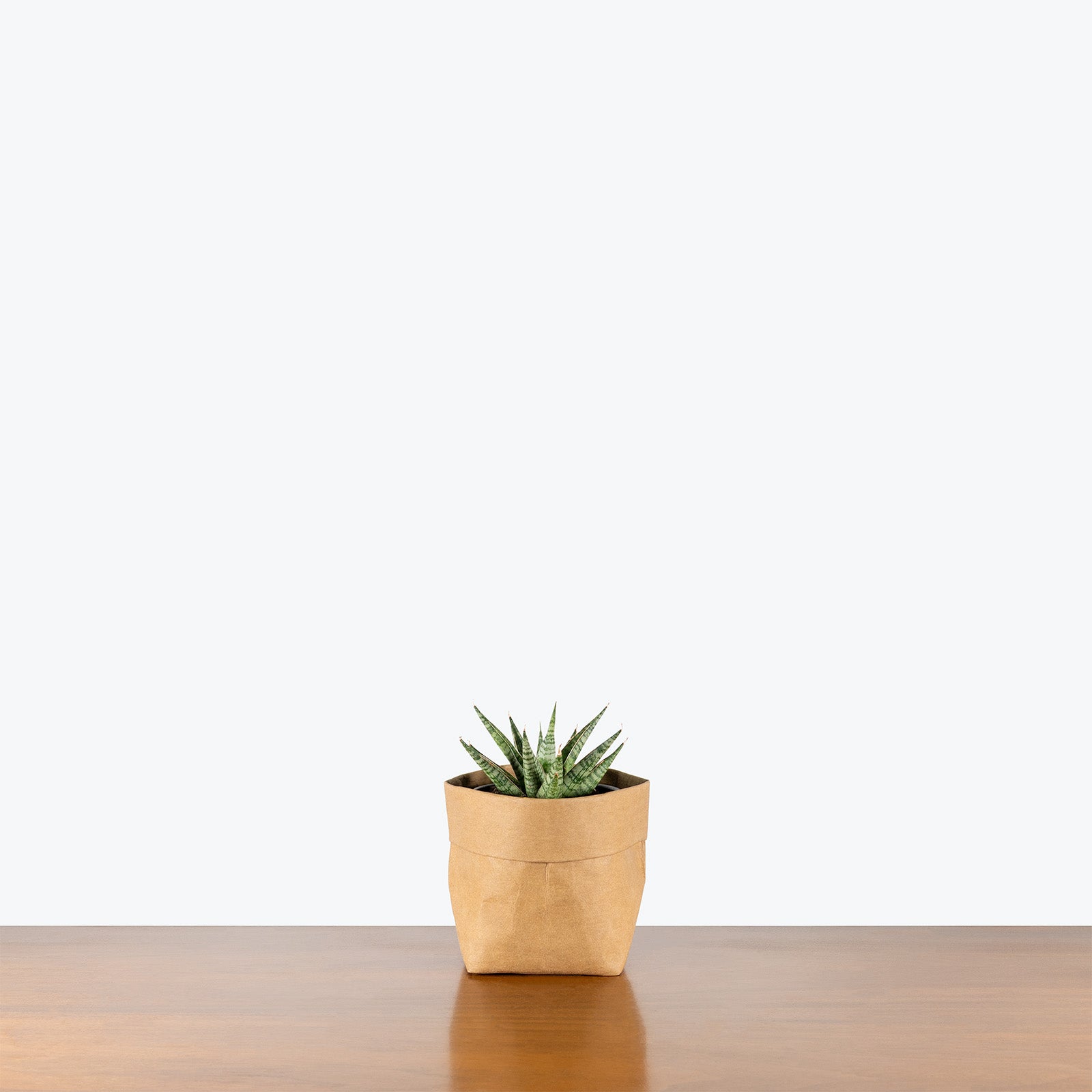 Sansevieria Sweet Celery | Low Light Plants & Houseplants for Delivery | Care Guide and Pro Tips
