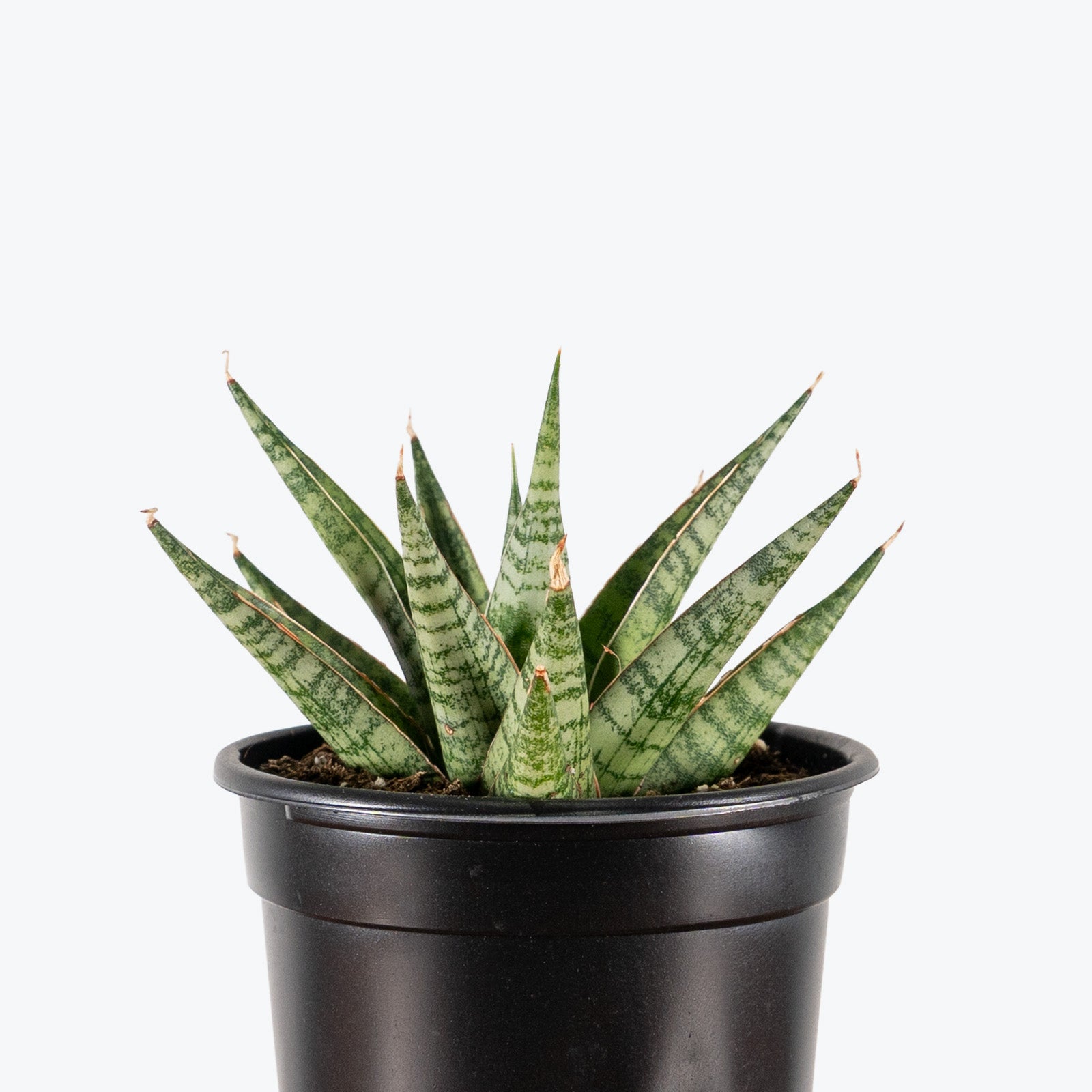 Sansevieria Sweet Celery | Low Light Plants & Houseplants for Delivery | Care Guide and Pro Tips