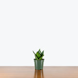 Sansevieria Whitney — 4" Pot