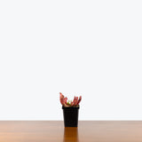 Sarracenia Barba Green — 4" Pot