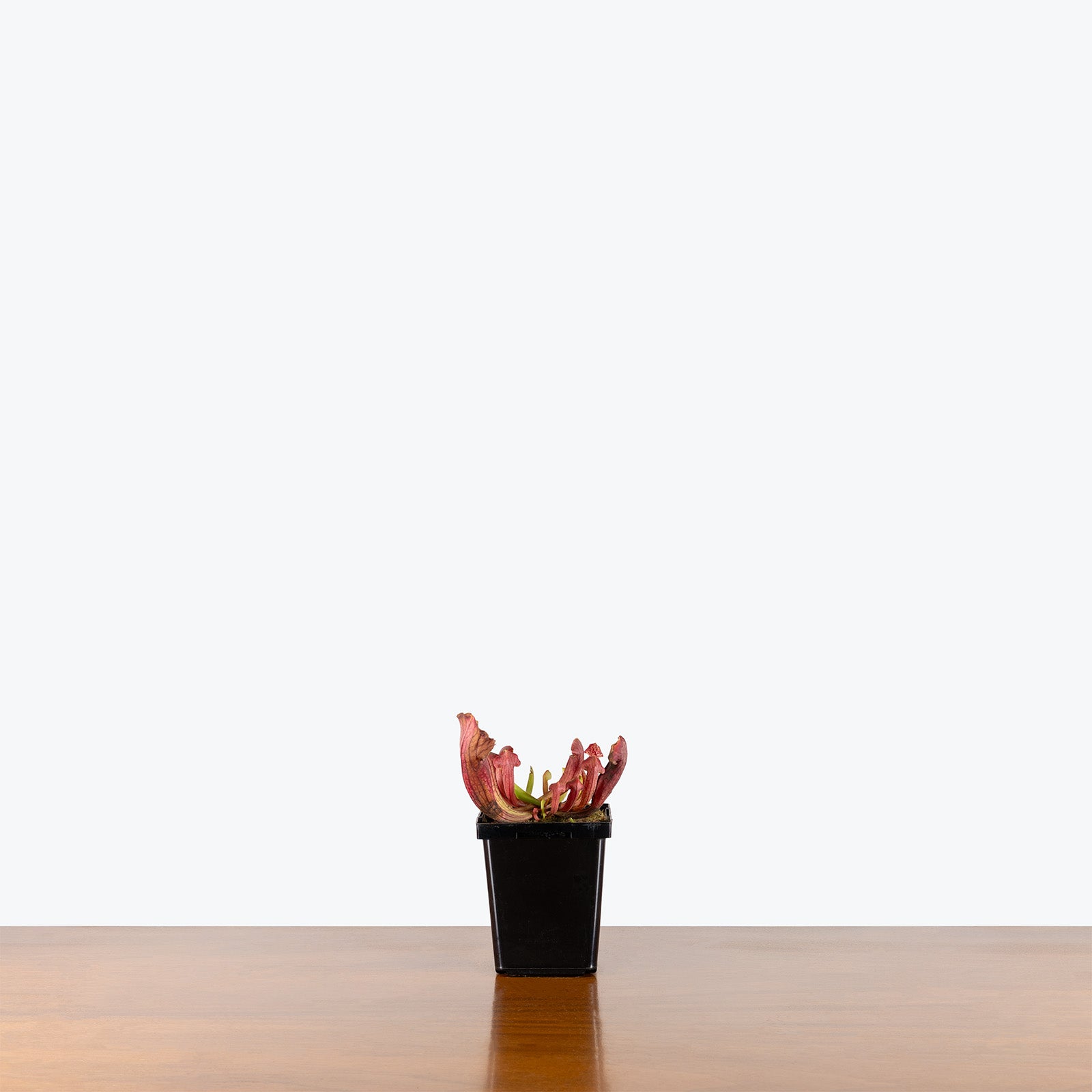 Sarracenia Barba Green | Exotic Carnivorous Pitcher Plants for Delivery | Care Guide and Pro Tips