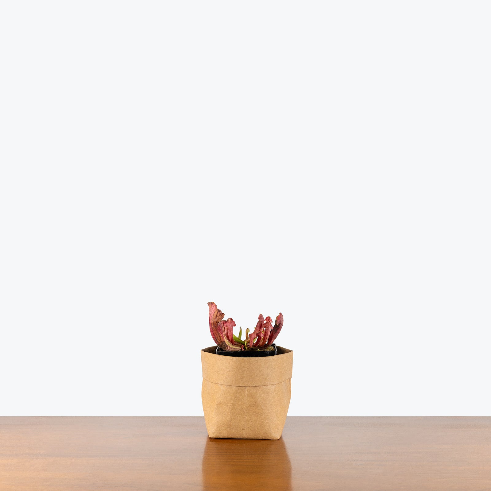 Sarracenia Barba Green | Exotic Carnivorous Pitcher Plants for Delivery | Care Guide and Pro Tips