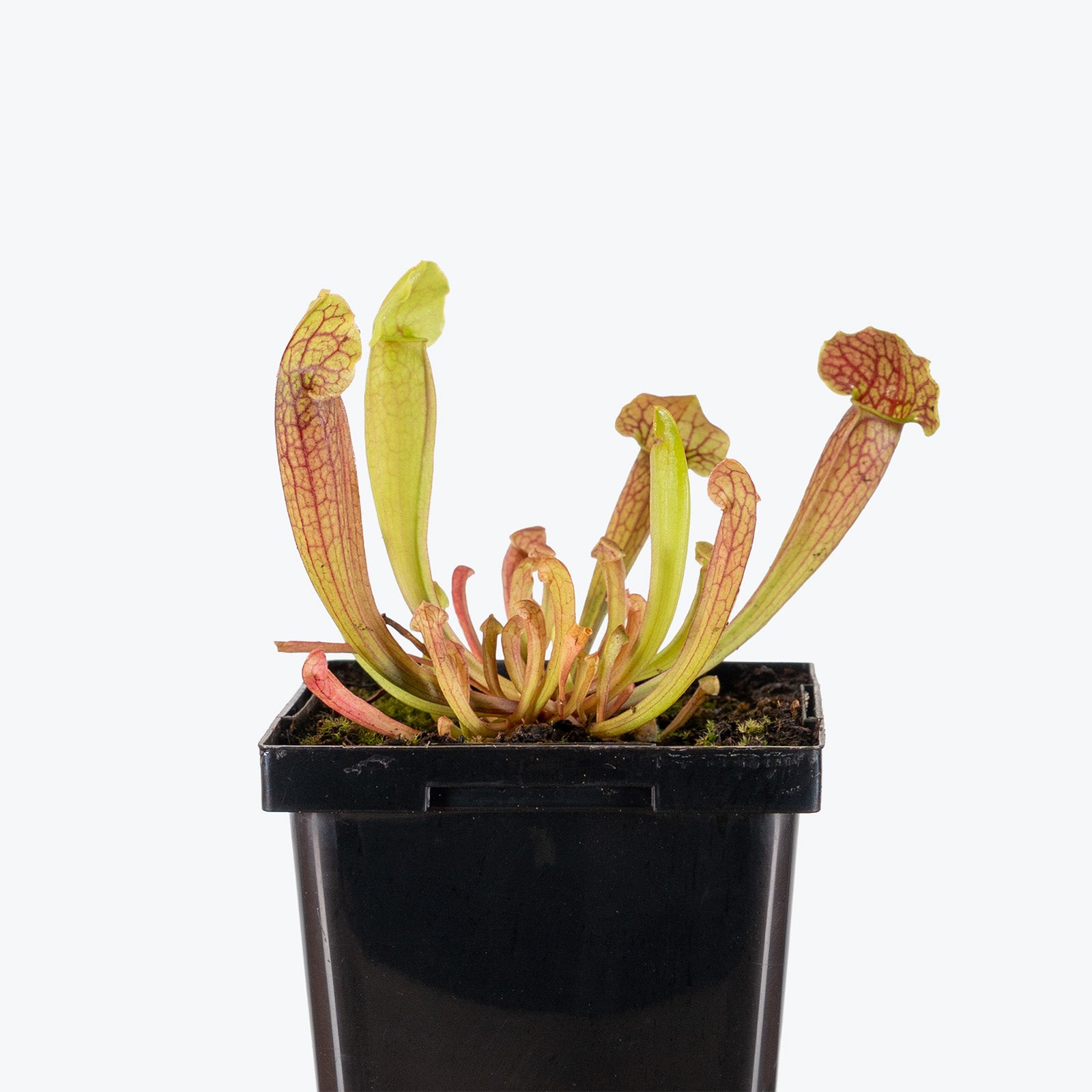 Sarracenia Barba Green | Exotic Carnivorous Pitcher Plants for Delivery | Care Guide and Pro Tips