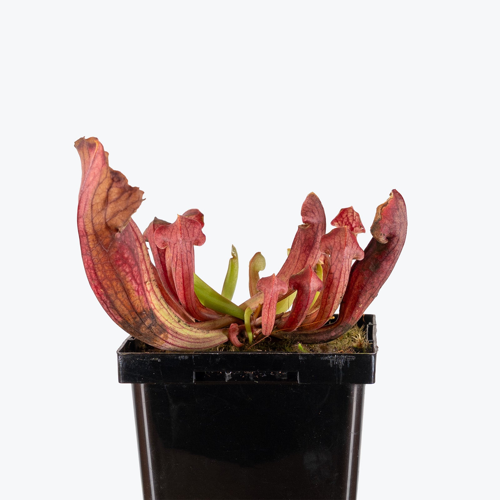 Sarracenia Barba Green | Exotic Carnivorous Pitcher Plants for Delivery | Care Guide and Pro Tips